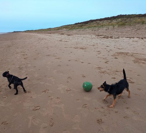 Baz and Woody on the beach